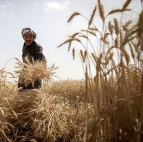 آمادگی کامل خوزستان برای خرید تضمینی گندم